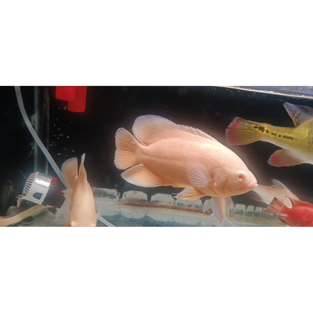 Oscar lemon size jumbo promo