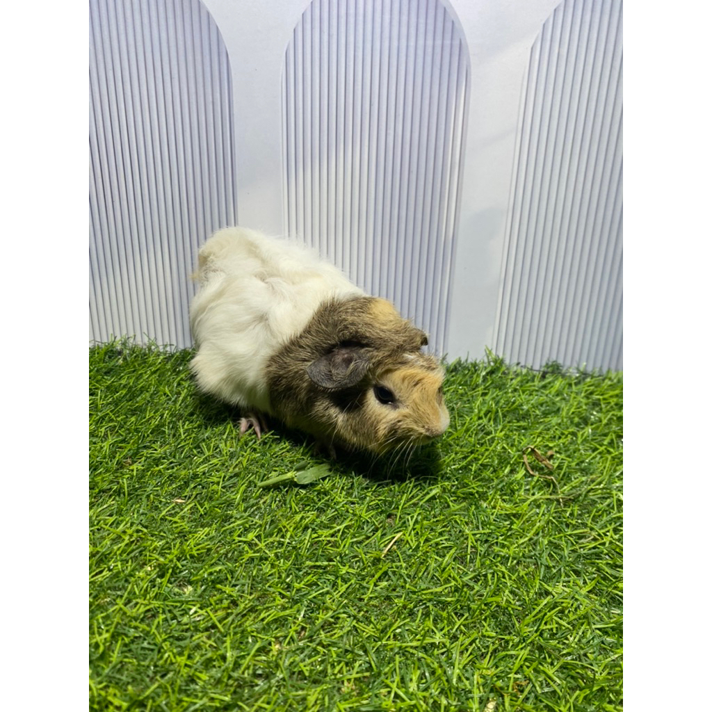 guinea pig abysinian,marmut hias sheba