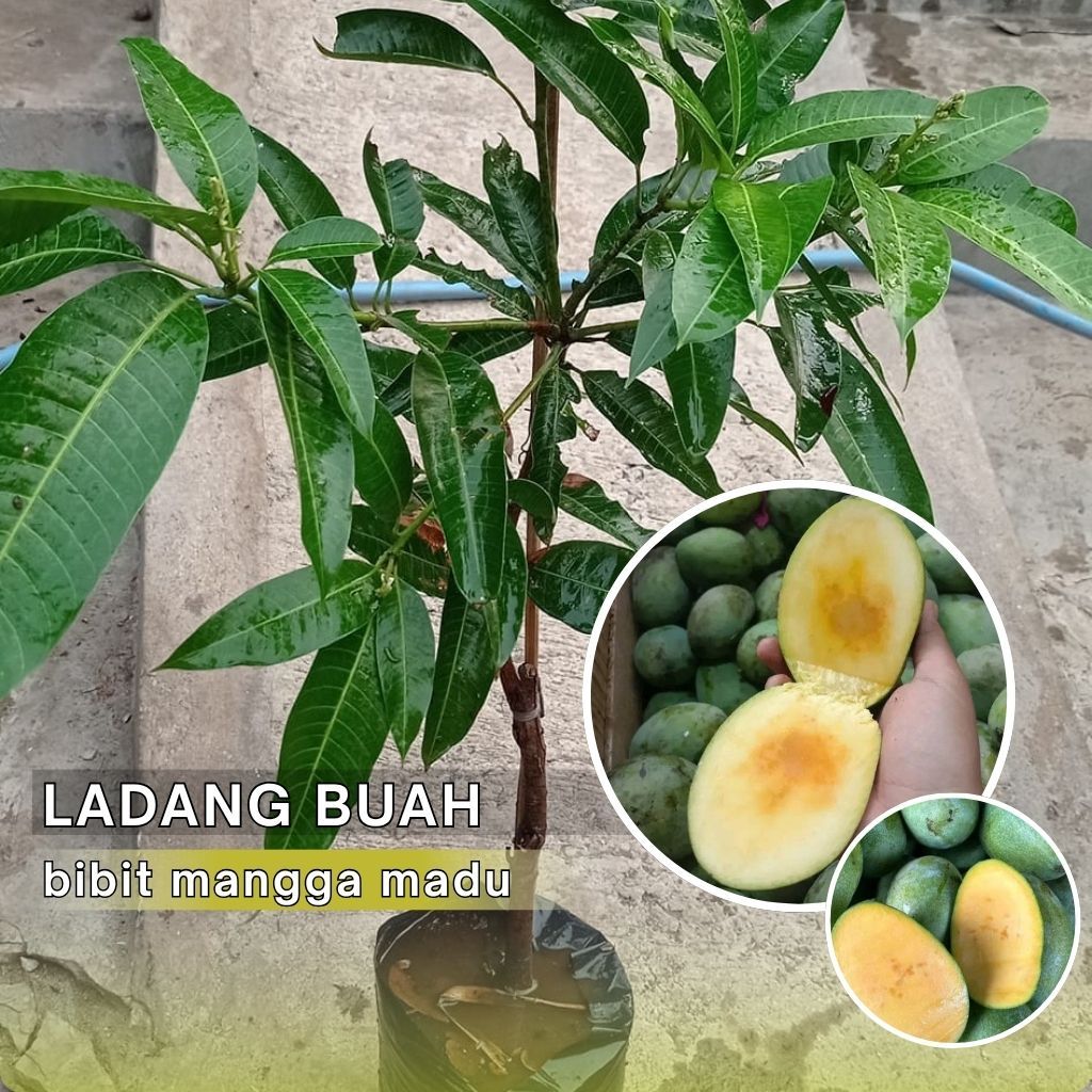 Bibit Mangga Madu Manalagi / Mangga Manalagi Super Unggul
