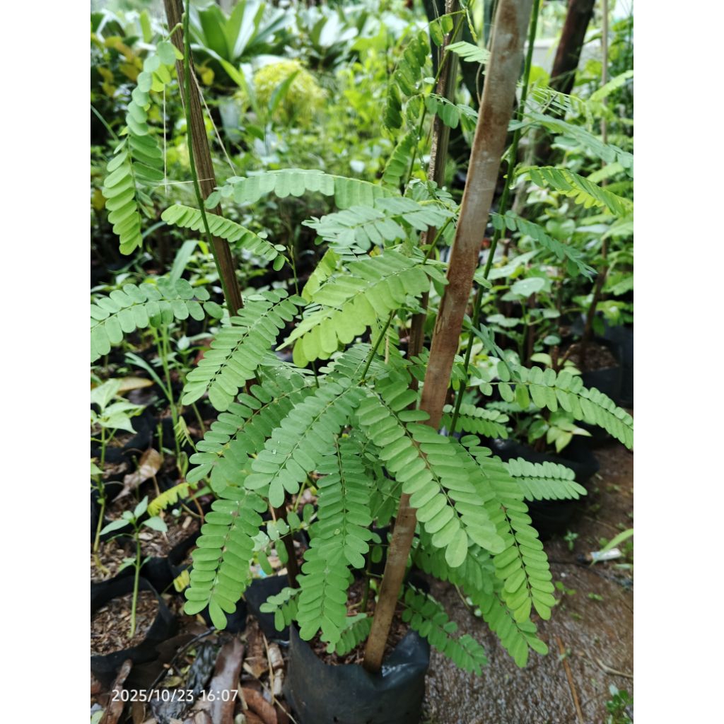 pohon saga rambat, saga herbal