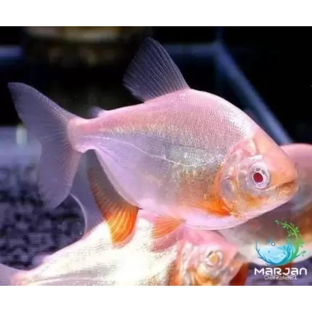 Hiasan Aquarium Pacu Albino