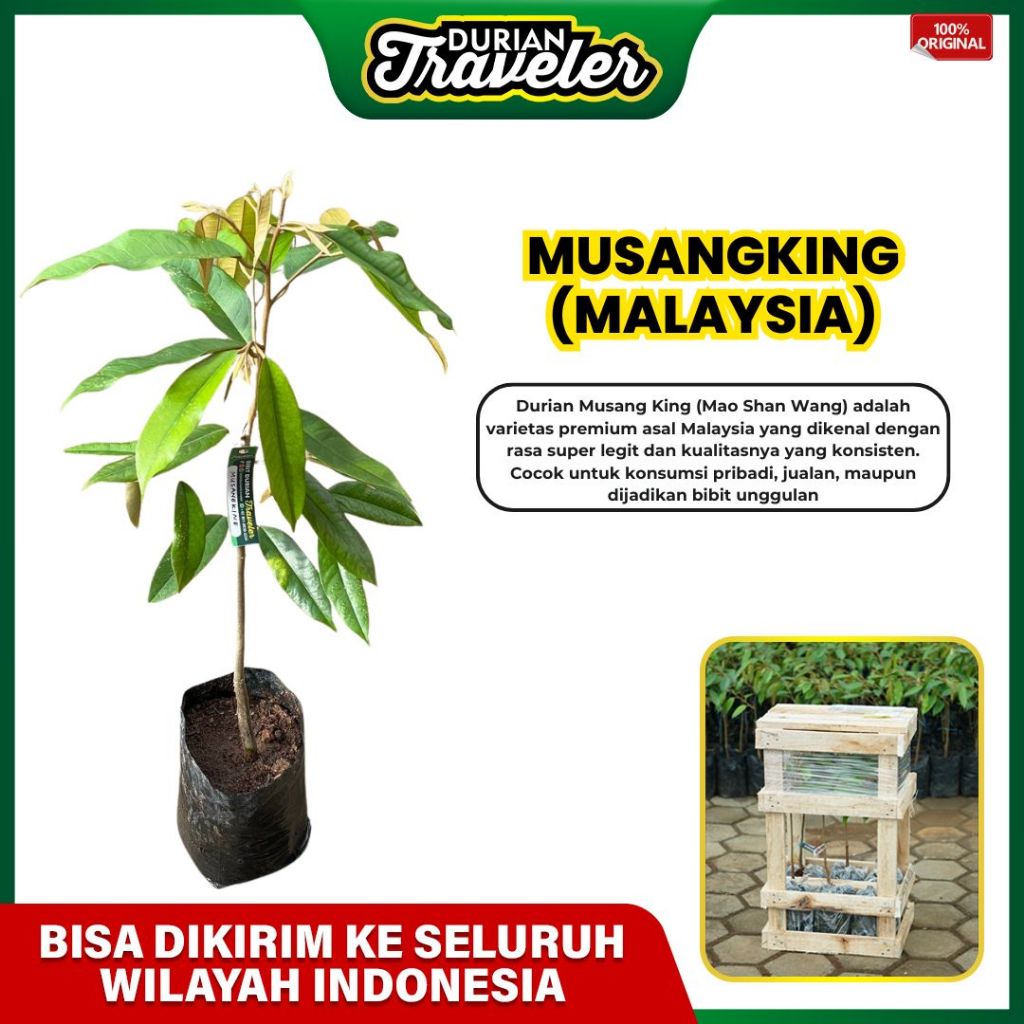 Durian Traveler Bibit Durian Musang King Malaysia – Varietas Premium & Paling Dicari
