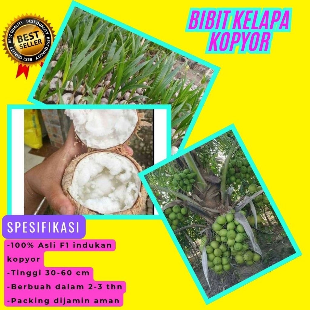 TERPERCAYA  Bibit Kelapa Kopyor Trubus