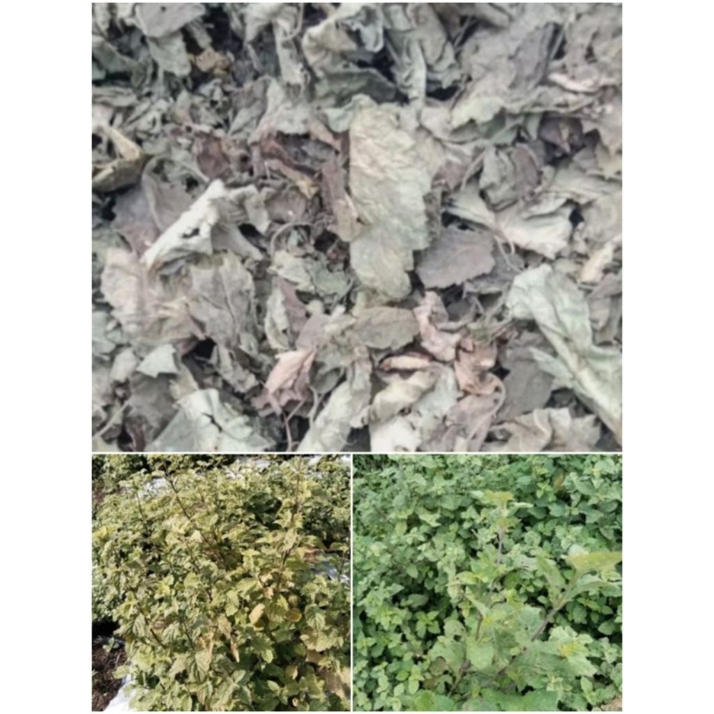 Daun Nilam Kering Jenis Nilam Sidikalang