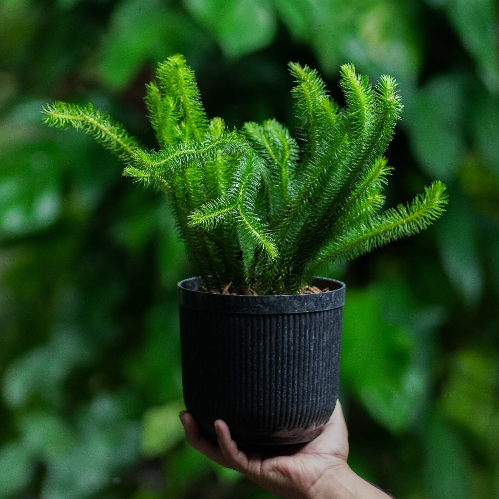 Phlegmariurus squarrosus / Huperzia squarrosa / Tanaman Kumpai / Fern Allies