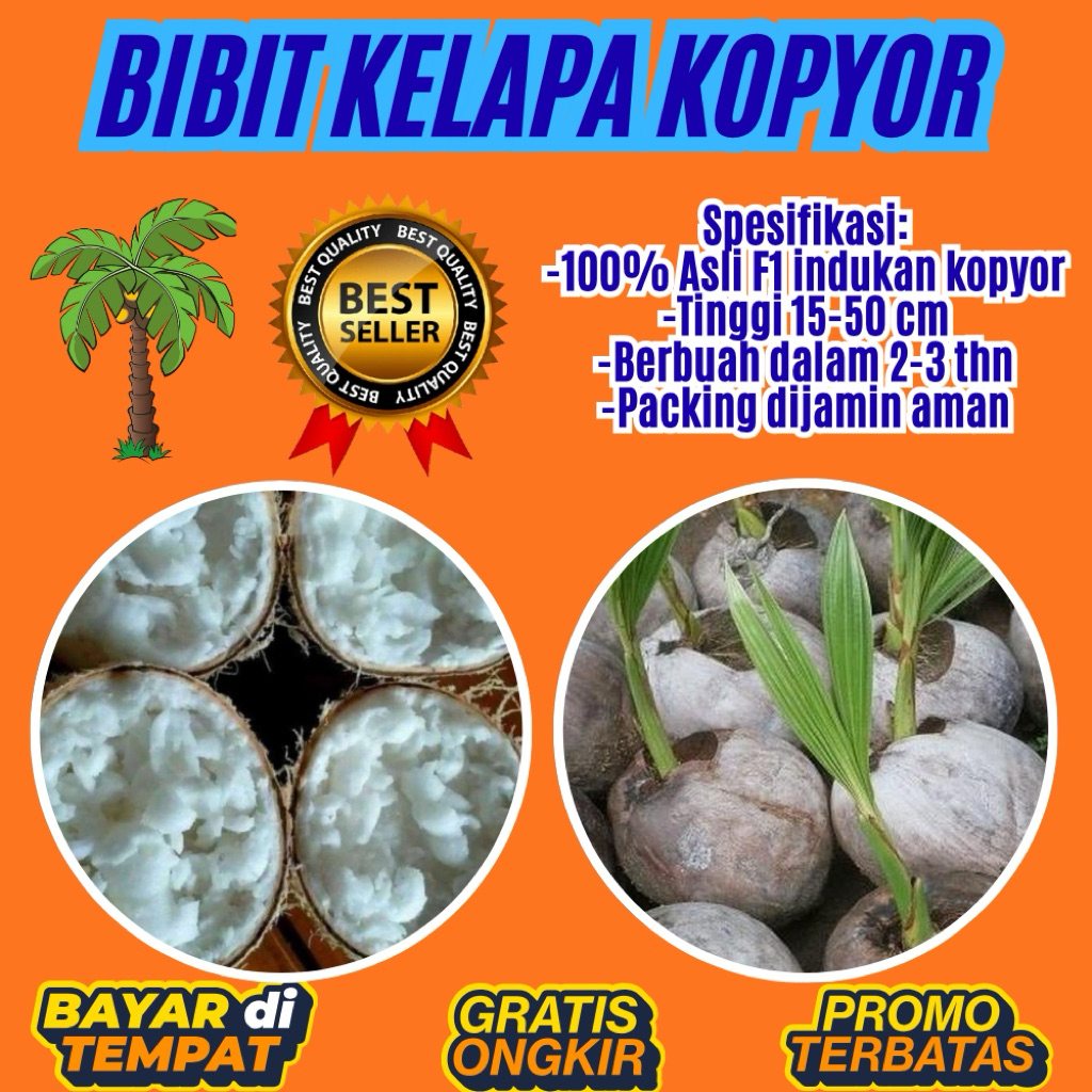 DIJAMIN ASLI  Bibit Kelapa Kopyor Bersertifikat, Bibit Kelapa Kopyor Genjah