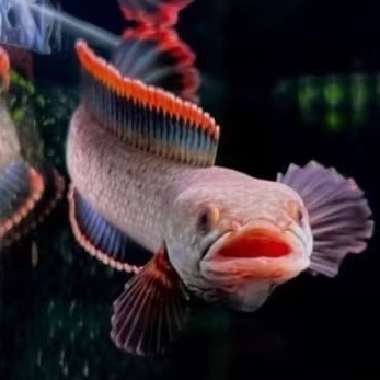 Promo Limbata Jumbo jantan Gondrong rim tebal 12cm-22cm++