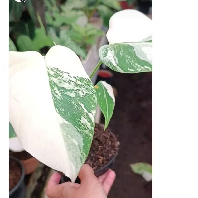 monstera varigata marble