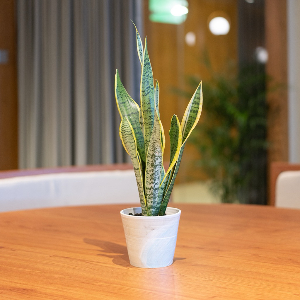 Tanaman hias lidah mertua sansevieria 40-60cm