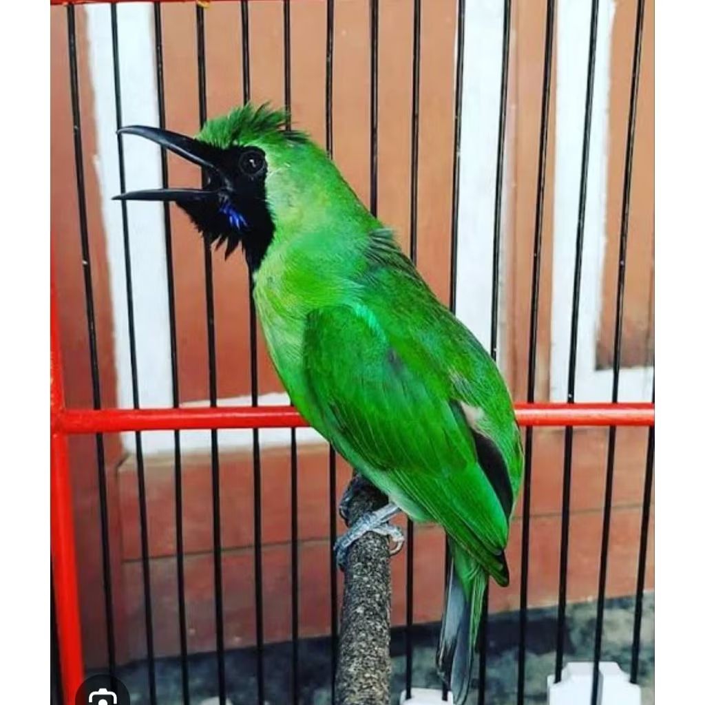 BURUNG CAK IJO GACORAN BAGUS