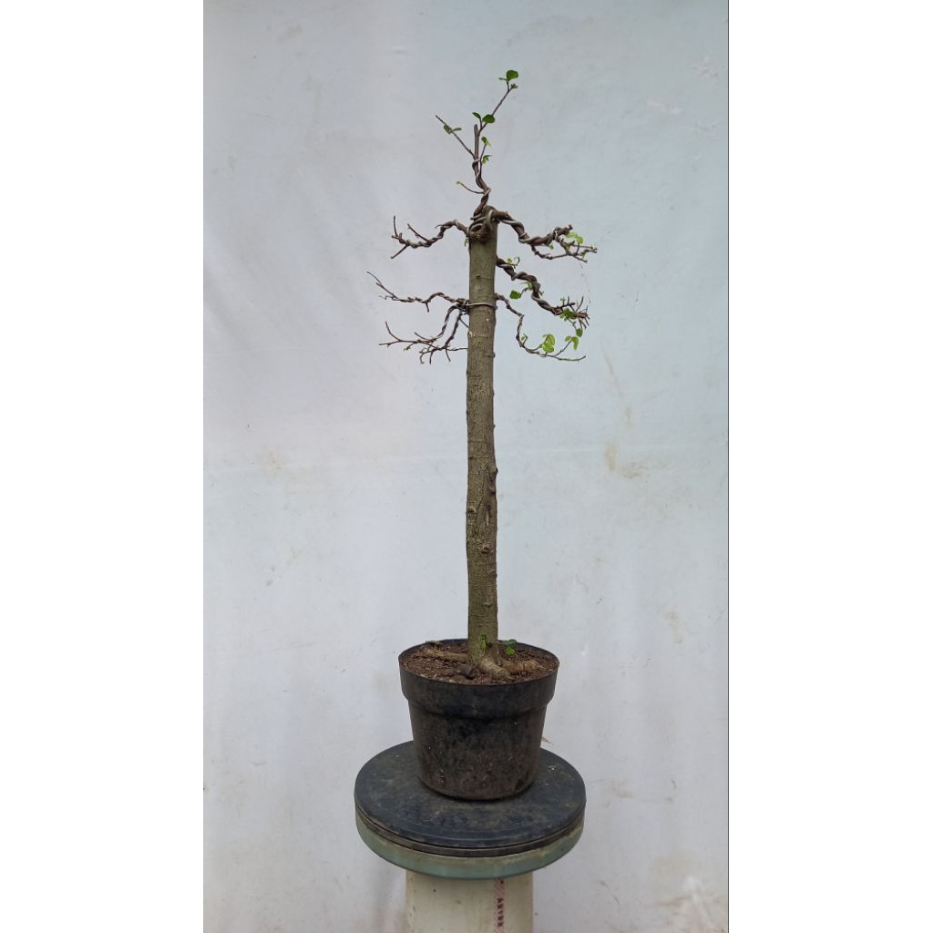 BONSAI POHON SERUT/SERUT BUNJIN