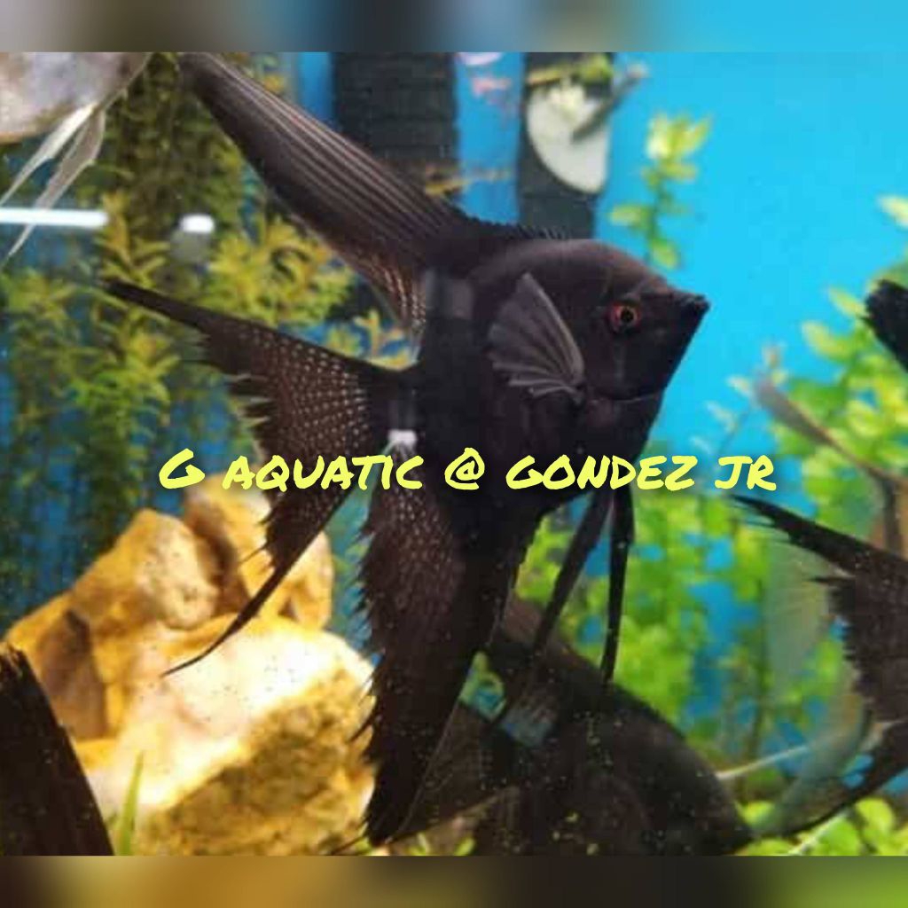 Manfish black slayer size XL