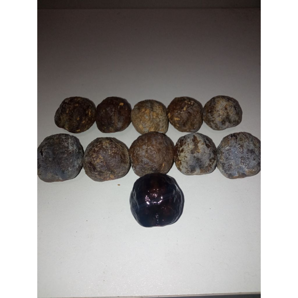 Muncang Adu Yakob Batok Tebal