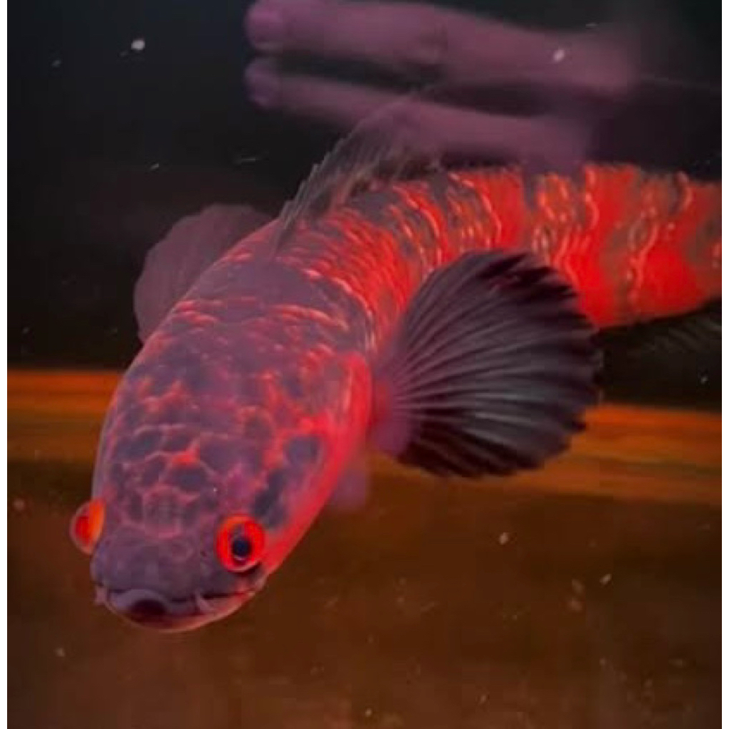 RED BARITO 6-7cm simetan super Gread A