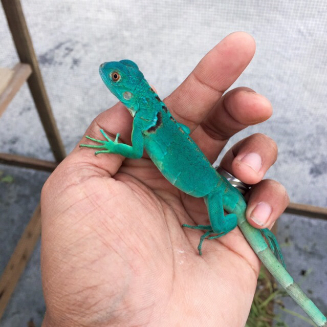 Koleksi blue red iguana josss -+30cm // iguana bluered