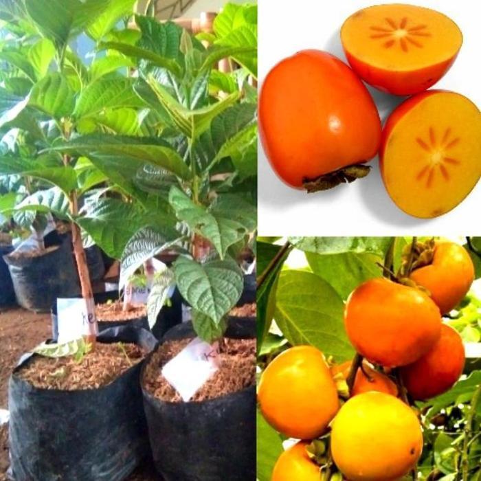 Bibit Tanaman Buah Kesemek Import