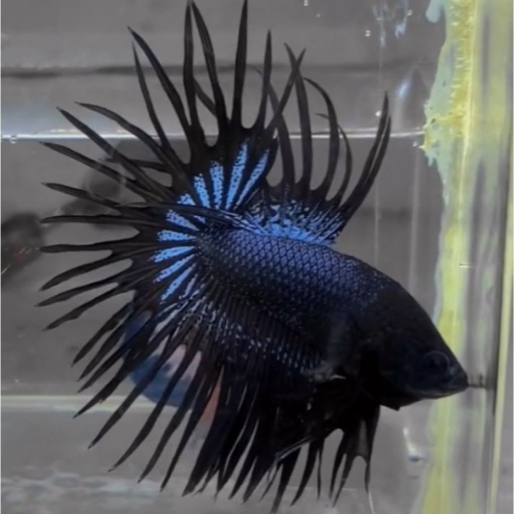 HIASAN AQUARIUM CT BLACK ORCHID