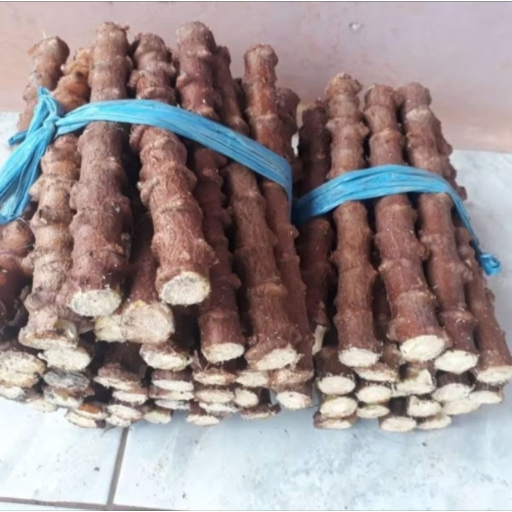 Bibit stek pohon singkong kuning/singkong keju 1kg