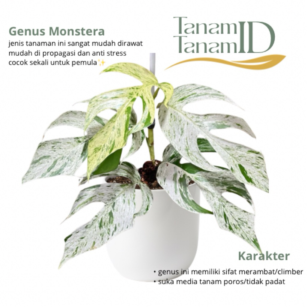 Epipremnum pinnatum marble - Epipremnum philipina