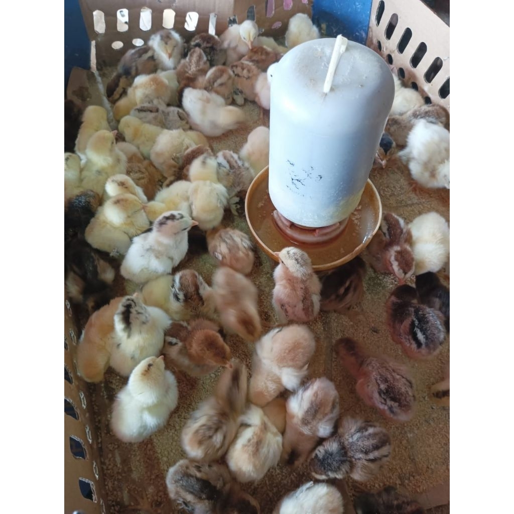 Ayam kampung Kub - KUB - doc Kub - bibit ayam kampung kub