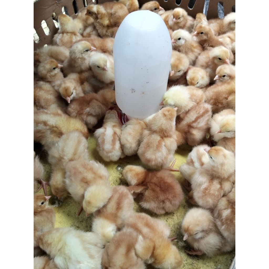 ayam telor - ayam petelor - ayam telor merah - doc petelor petelur