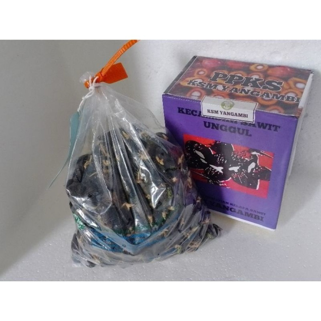 bibit sawit yangambi unggul bersertifikat