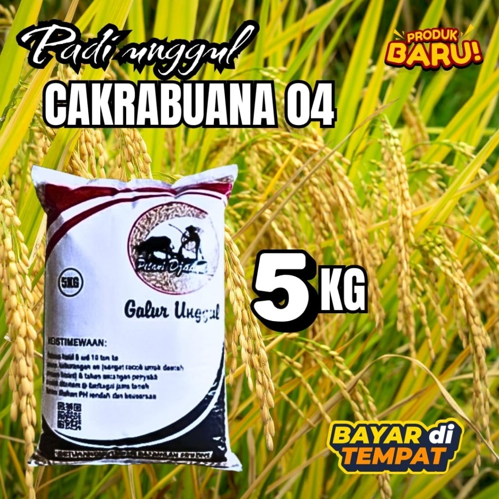 benih padi jenis cakrabuana 04 5kg