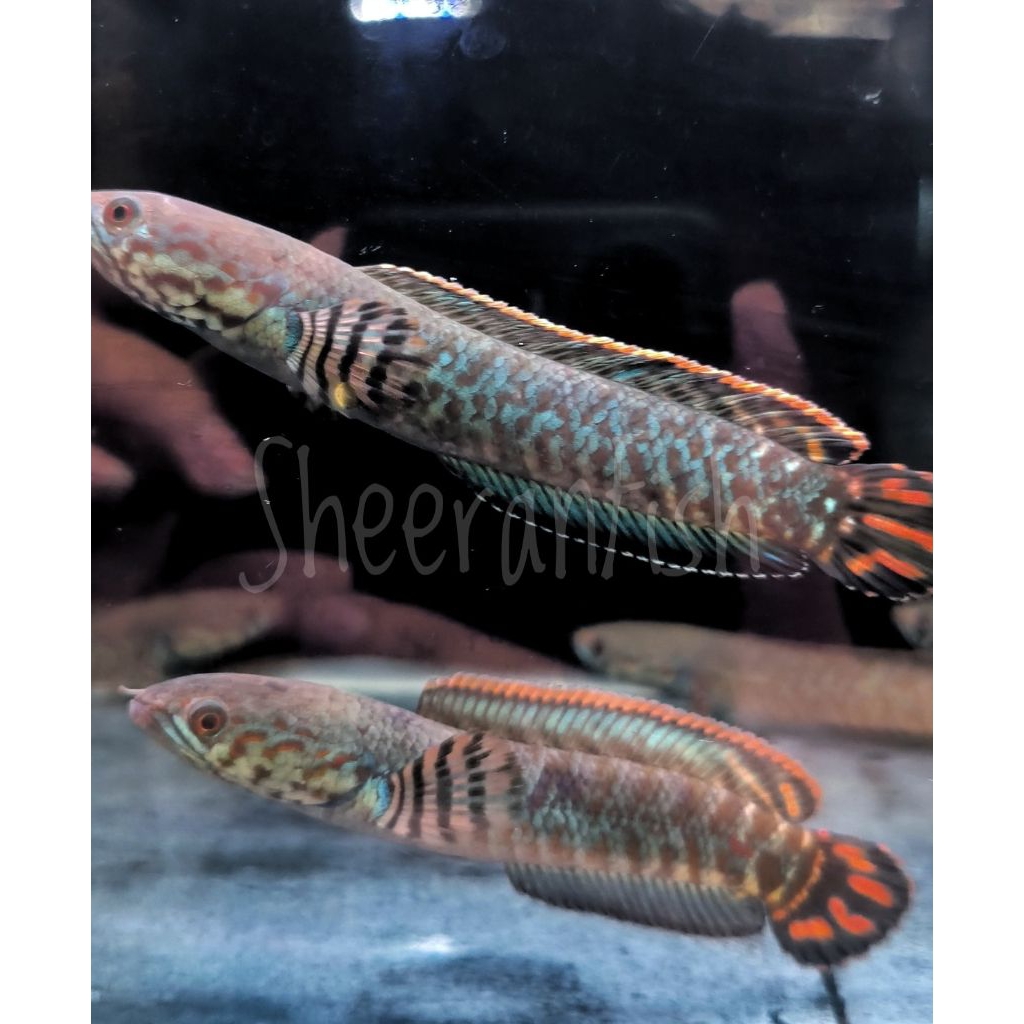 Patung Bleheri WC 10-13cm