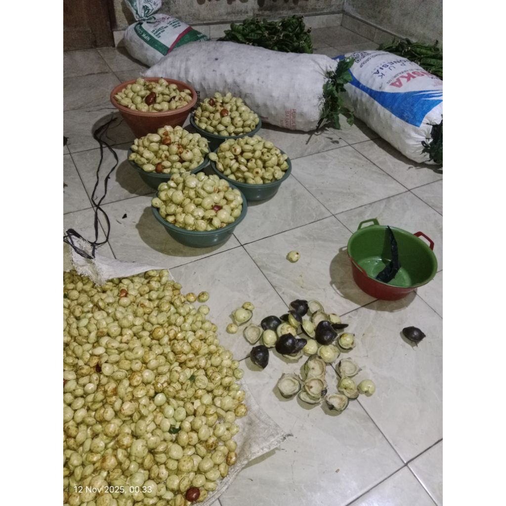 JENGKOL TUA BESAR MURAH