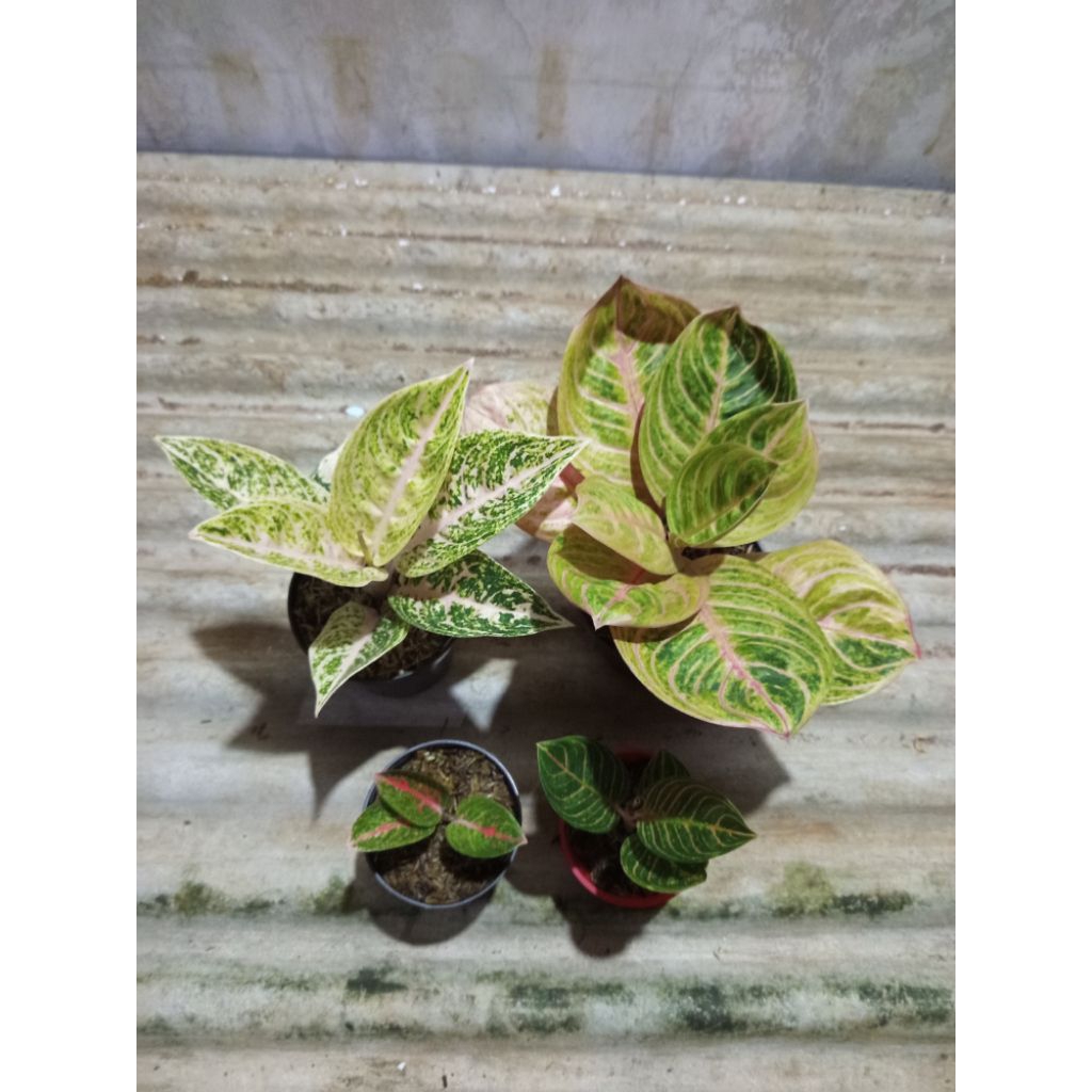 Paket 4 Tanaman Hias Aglonema Mutiara Alba, Rinjani Golden Jumbo, Adelia baby, kresna Golden Rumpun 