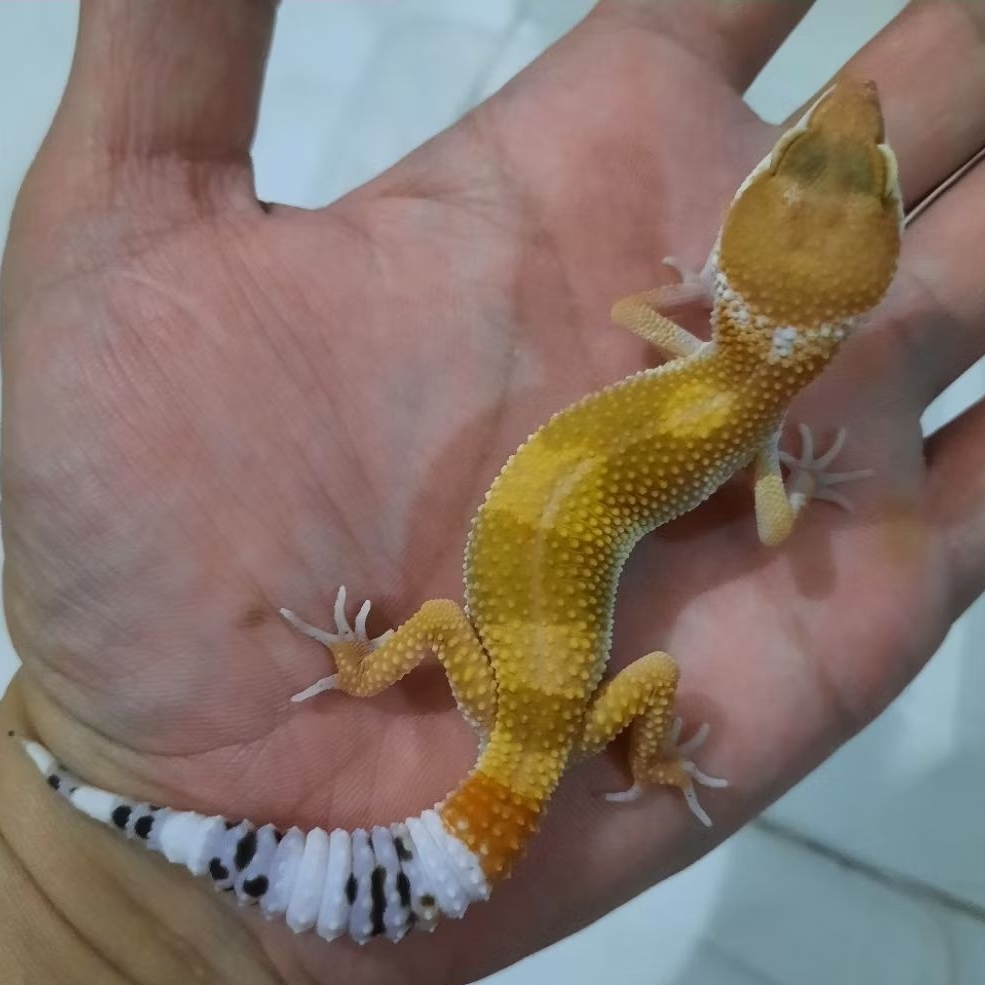 mainan Anak Baby Gecko leopard SHTCTB D