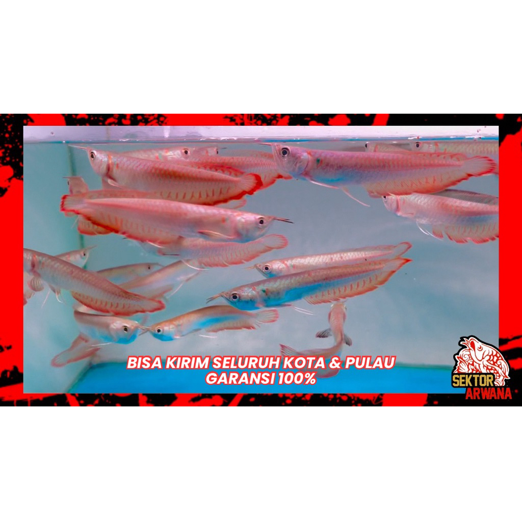 Paket 2e Arwana Size 12 Silver Red / Brazil Kebutuhan Dekorasi Aquarium Hiasan