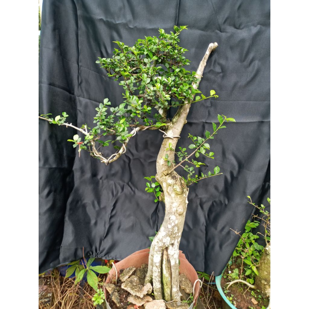 bonsai serut bunjin sesuai foto