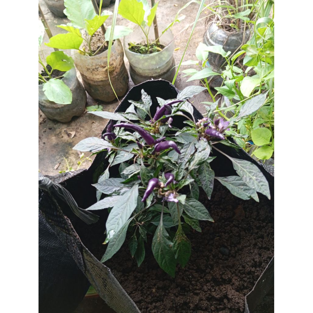 Benih Cabe Cabai Ungu