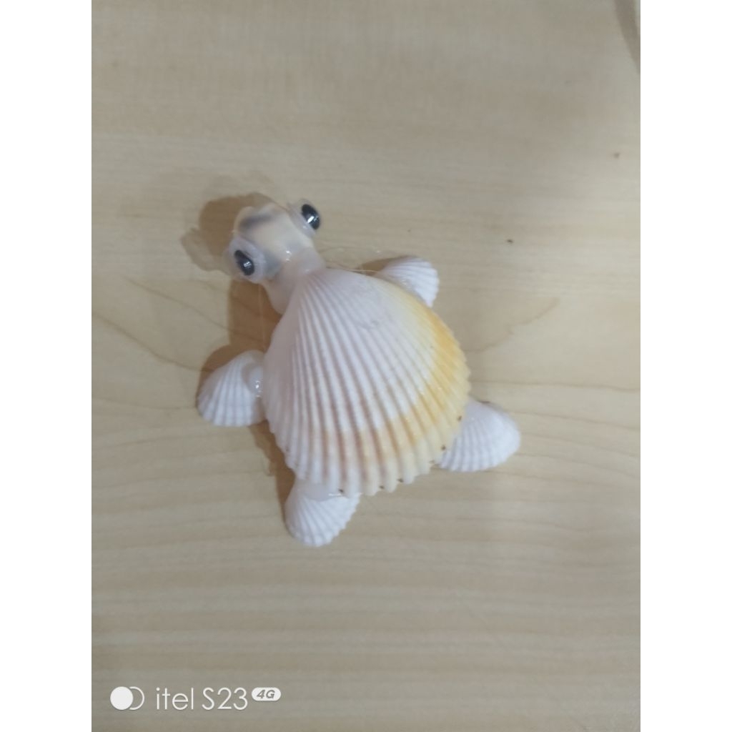 prakarya hiasan penyu dari kerang