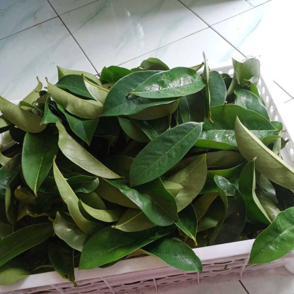 daun sirsak segar 5000/ 100 lembar