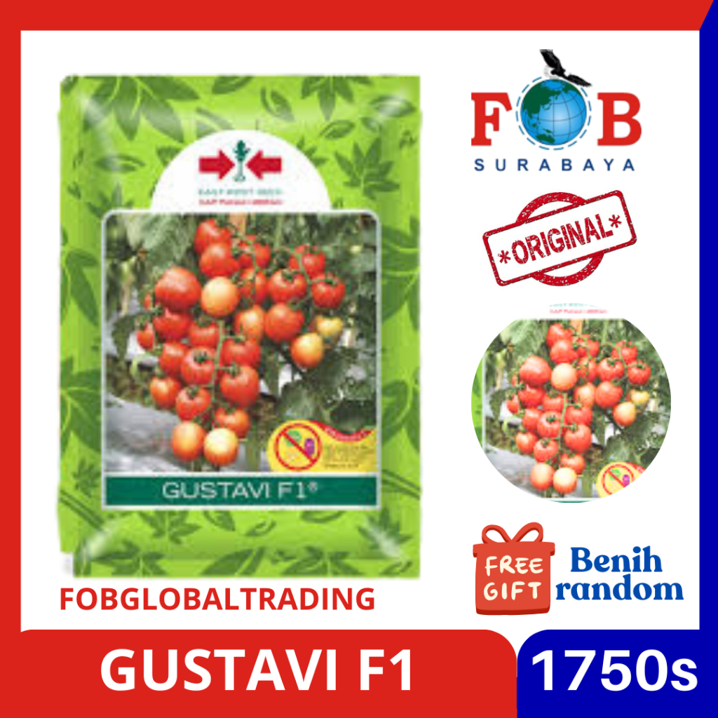 BENIH TOMAT GUSTAVI 1750BUTIR MEREK PANAH MERAH