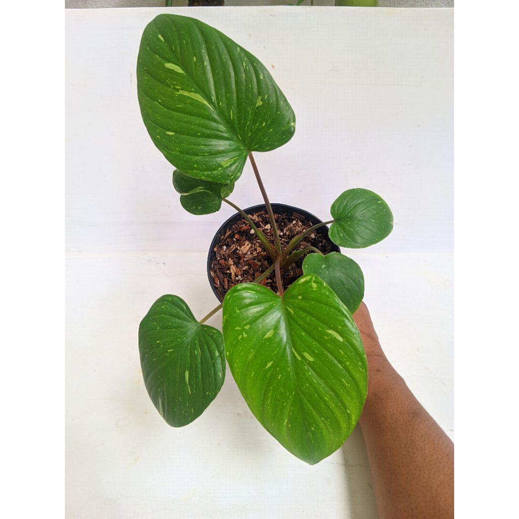 Homalomena stardust / thai constellation