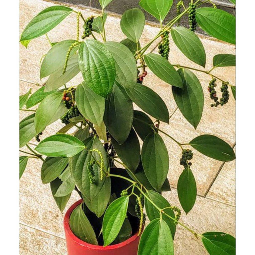 tanaman lada (Piper nigrum)