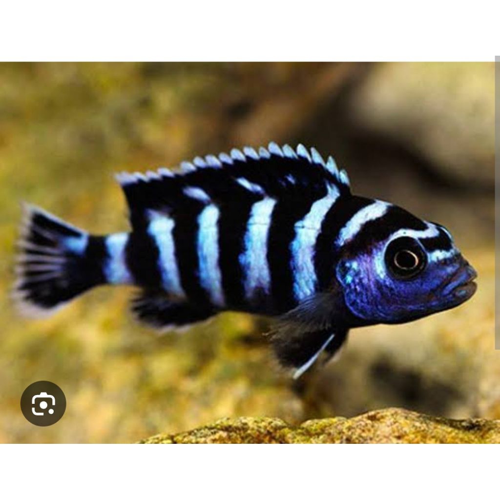 DEMASONI CICHLID HIASAN AQUARIUM