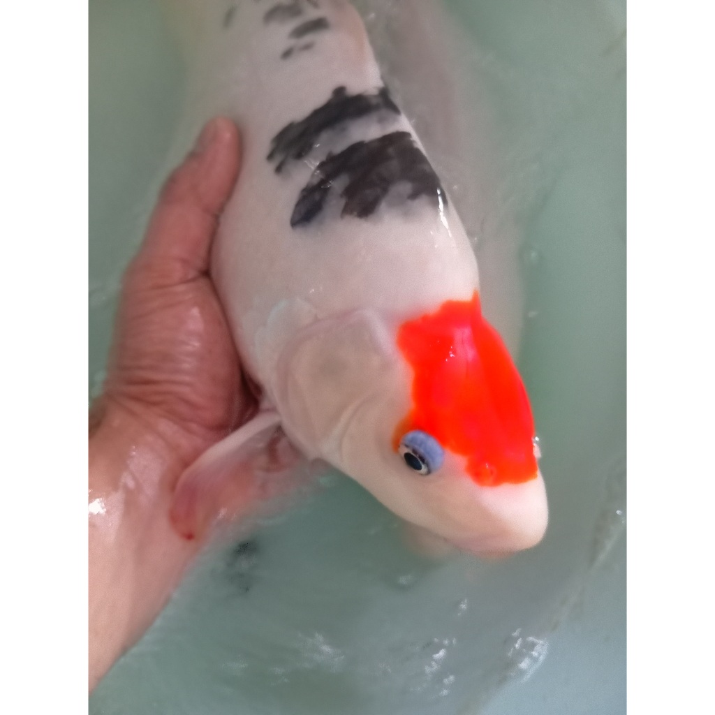 Koi Tancho Sanke AKF Berpunuk 41cm bulky High Quality