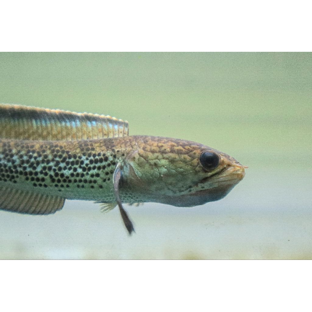 Plastik C. Stewartii