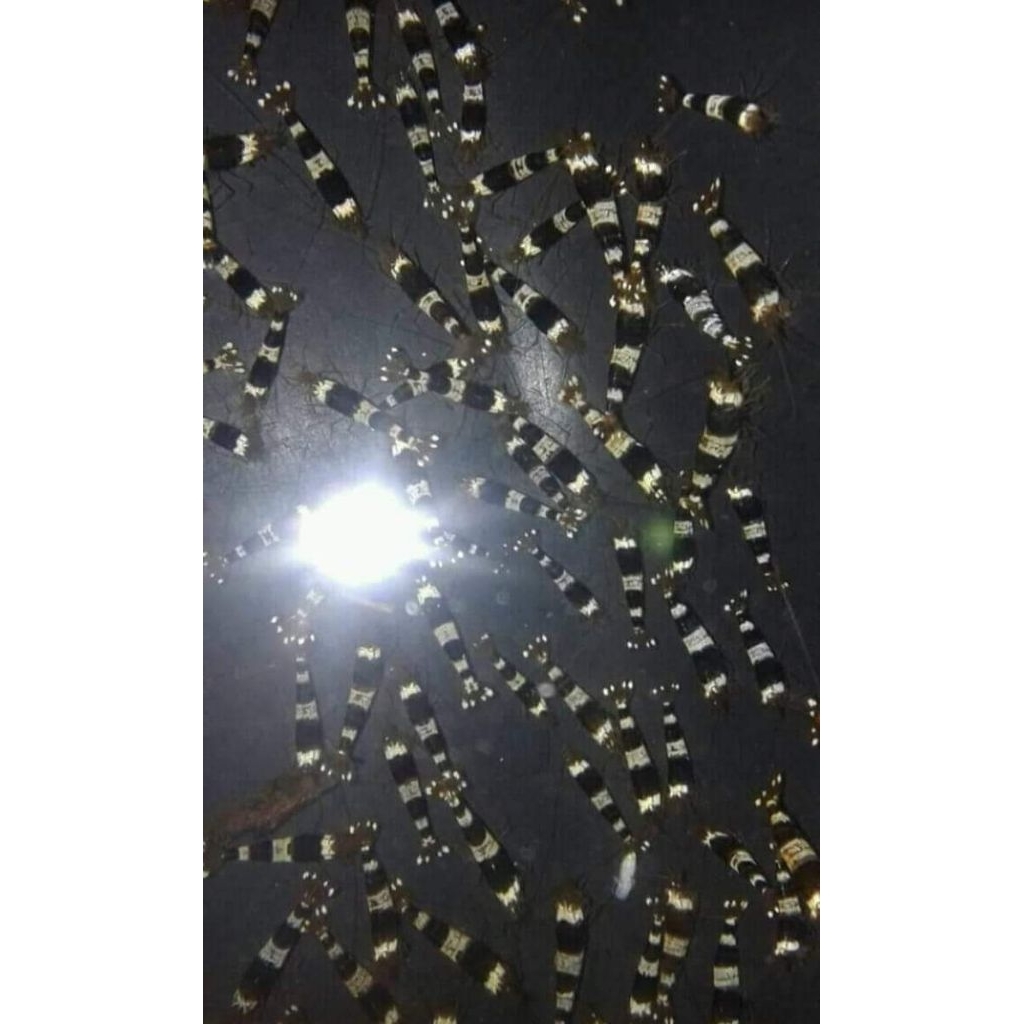 hiasan aquarium udang sintetis black bee aquascape