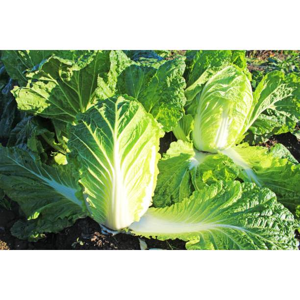 MURAH - BIBIT SAWI PUTIH SLOBOR