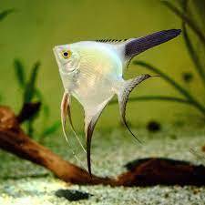( O ) Ikan hias manfish mempis BSP
