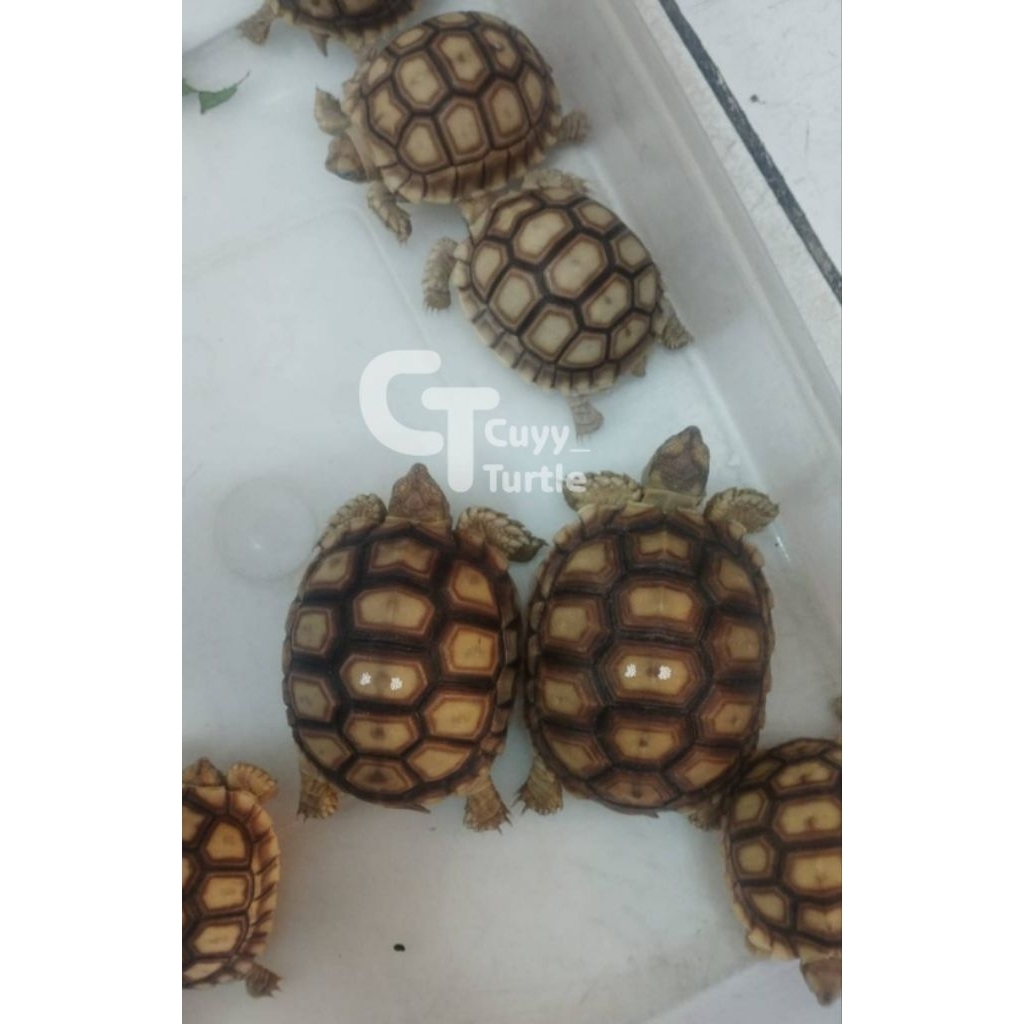 Cyailaa Sulcata Baby Up Sulcata 7-8Cm