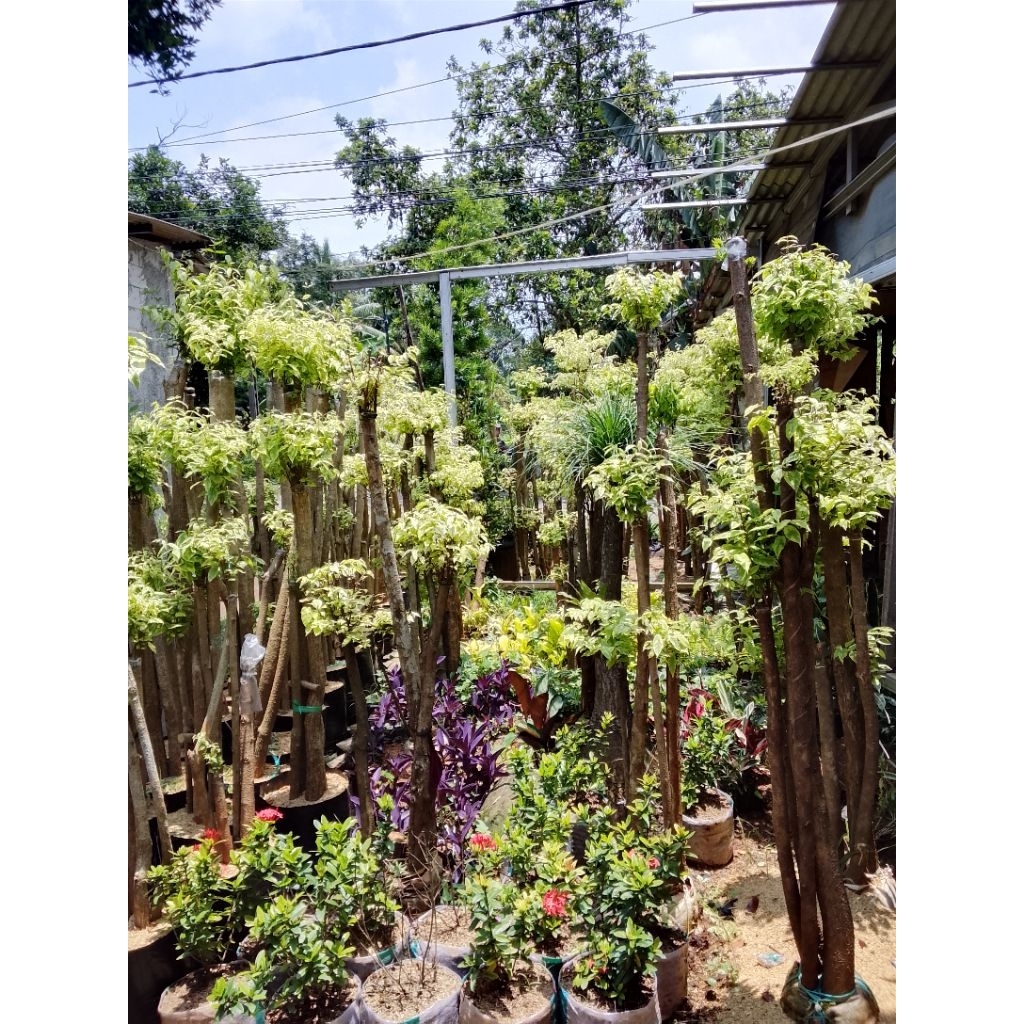 Pohon Bonsai Anting Putri