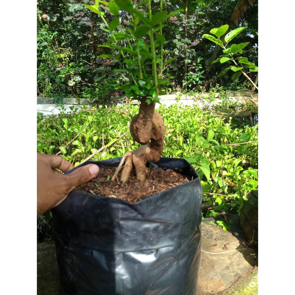 Bonsai Anting Putri Meliuk prospek