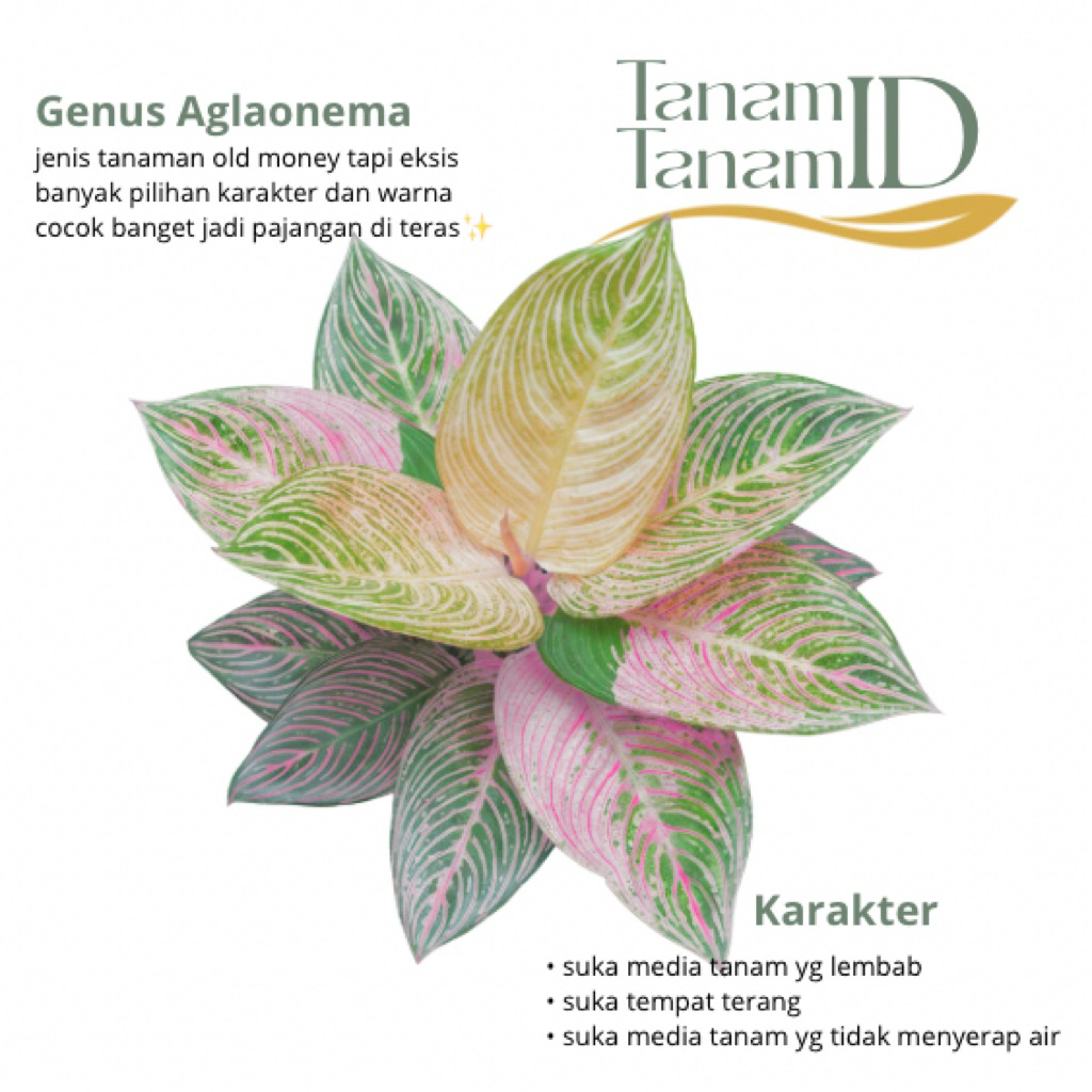 Aglaonema golden hope