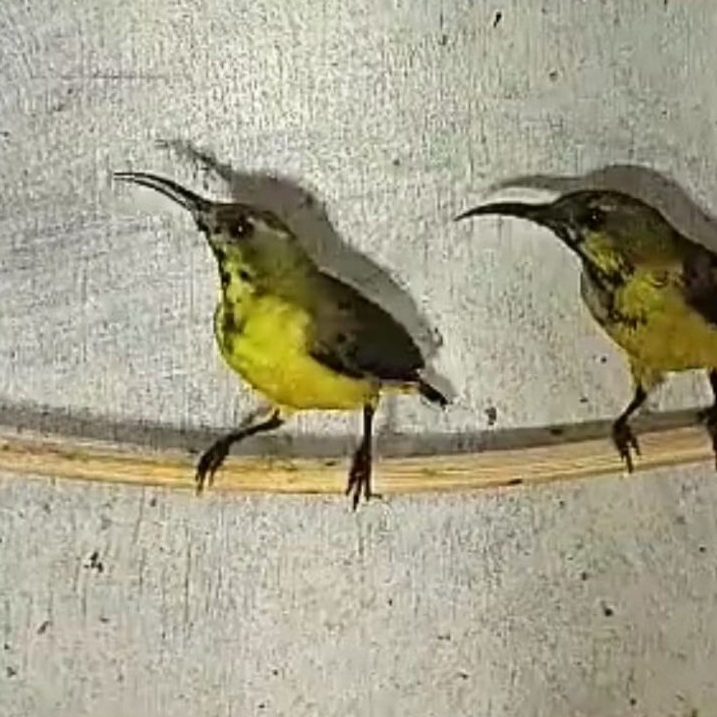 BURUNG SOGON TROTOLAN JANTAN